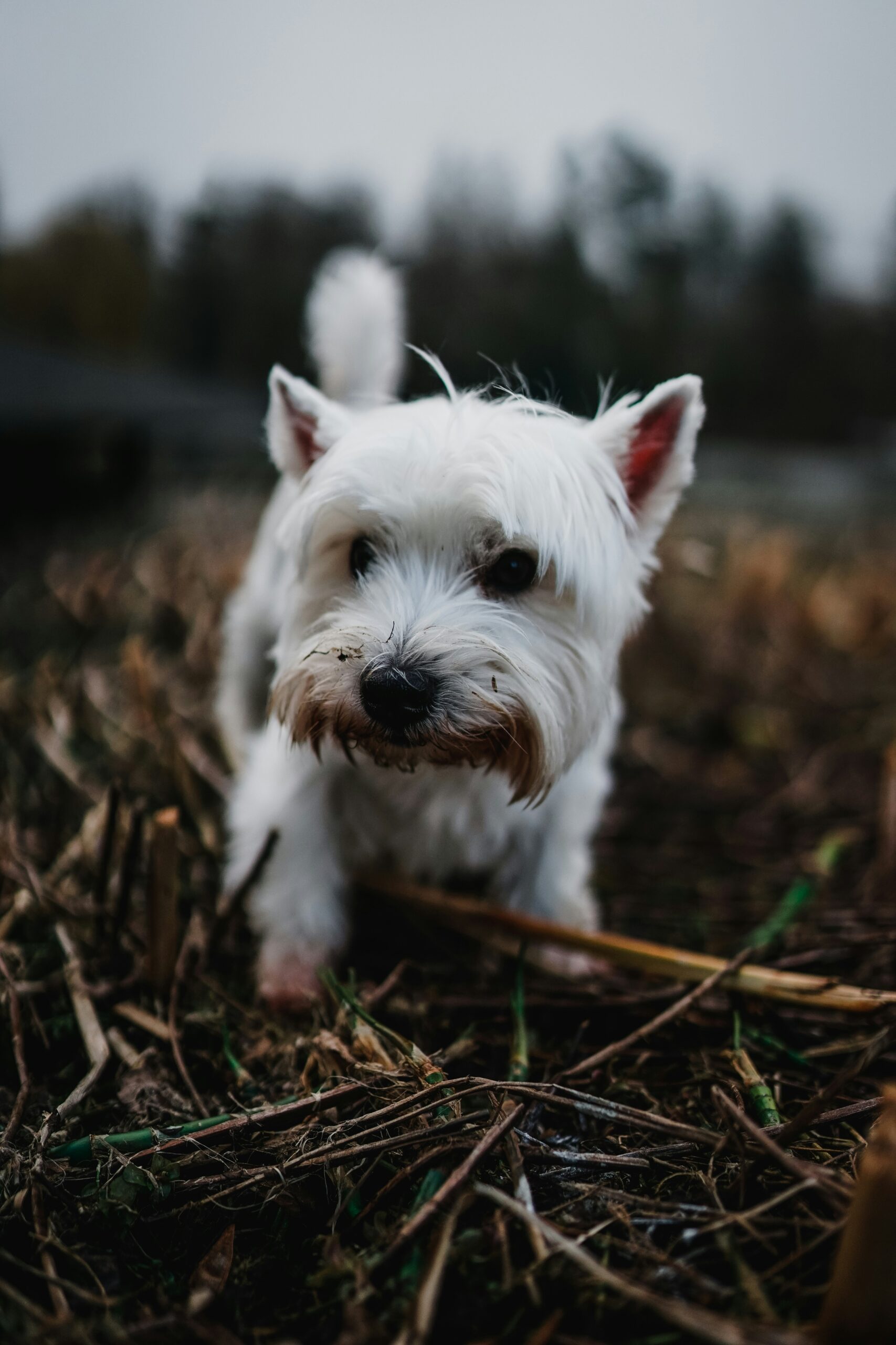 Understanding the Role of a Dog Bite Lawyer: What You Need to Know